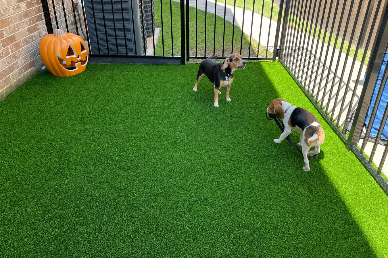 Pet-friendly turf in Panama City, FL